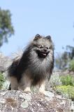 SPITZ ALLEMAND 087
